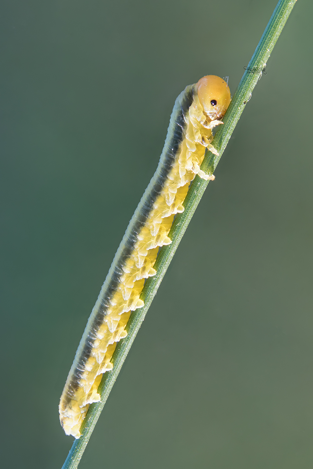Caterpillars